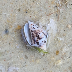 Parametaria epamella