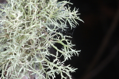 Ramalina willeyi