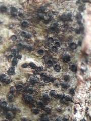 Anisomeridium biforme