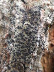 Anisomeridium biforme