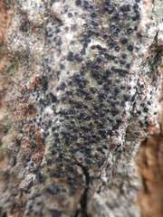 Anisomeridium biforme