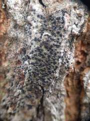 Anisomeridium biforme