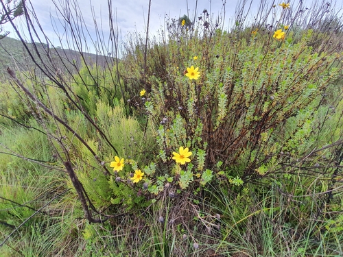 Bidens elgonensis