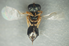 Pteromalini