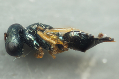 Pteromalini