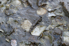 Takita's Mudskipper photo 2