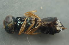 Pteromalini