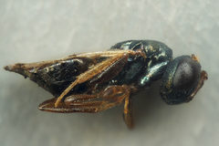 Pteromalini
