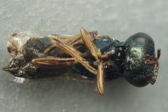 Pteromalini