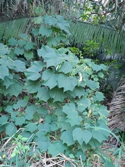 Jatropha curcas