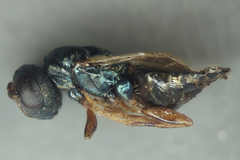 Pteromalini