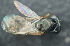 Pteromalini