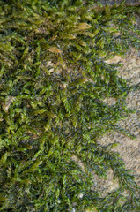 Hygrohypnum
