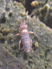 Entomobrya albocincta