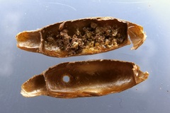 Pteromalini