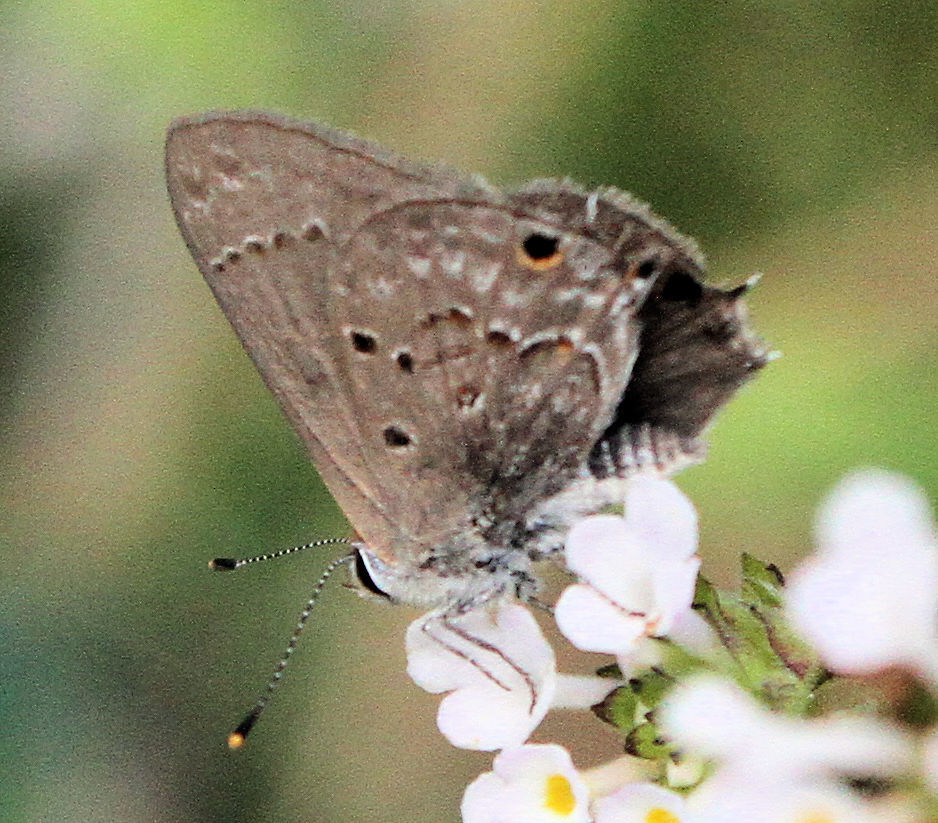 Mallow ScrubHairstreak from Harlingen, TX, USA on December 30, 2021 at