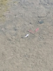 Ptychocheilus oregonensis