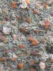 Protoblastenia rupestris