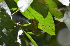 Charaxes lasti