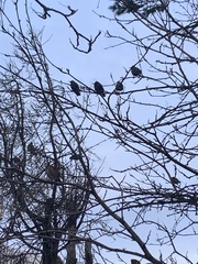 Turdus iliacus coburni