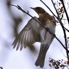 Turdus pilaris
