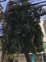 Polyalthia