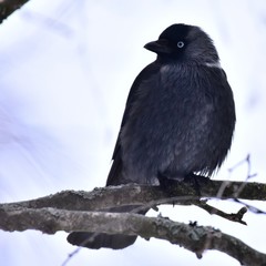 Corvus monedula