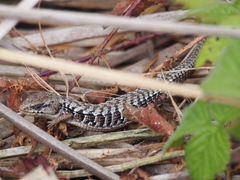 Elgaria coerulea coerulea