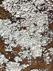 Lepraria membranacea