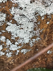 Lepraria membranacea