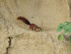 Sciurus spadiceus