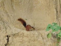 Sciurus spadiceus