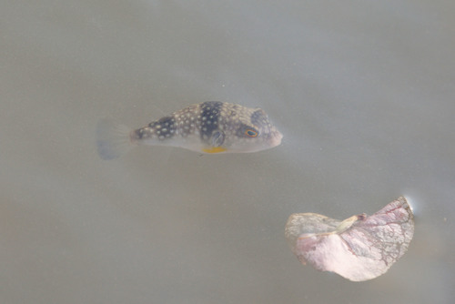 Chelonodon kappa
