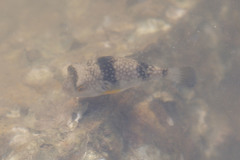 Chelonodontops patoca