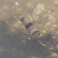 Chelonodontops patoca