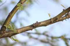 Chrysobothris basalis