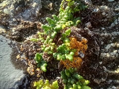 Oeosporangium