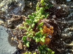 Oeosporangium