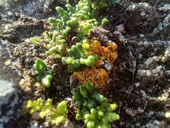 Oeosporangium