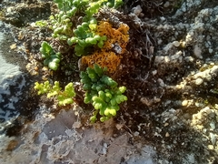 Oeosporangium