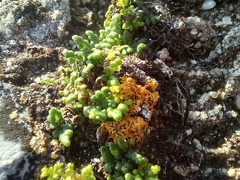 Oeosporangium