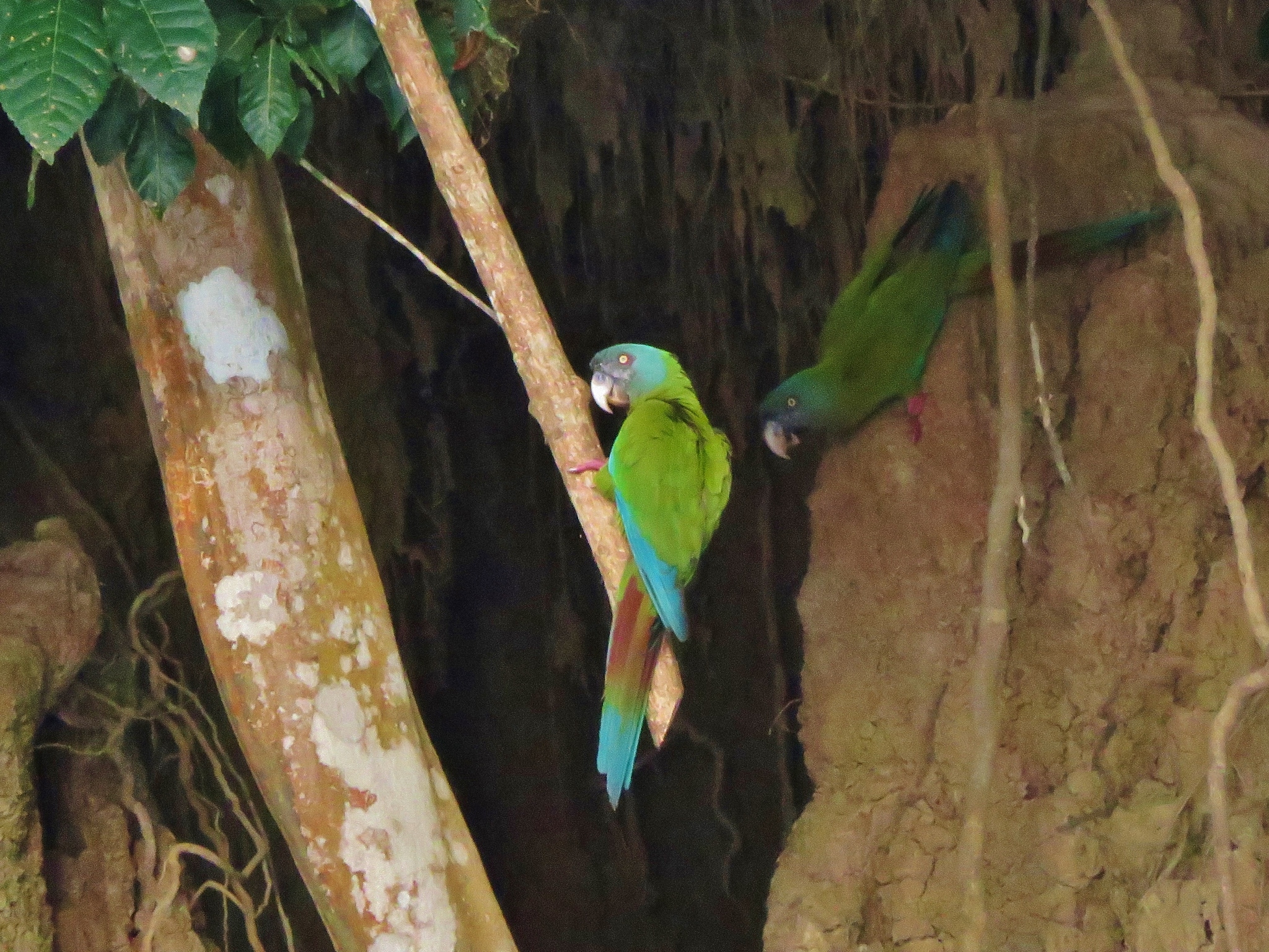 Blue-headed Macaw (Primolius couloni), photo 4