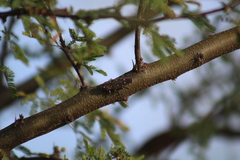 Chrysobothris basalis