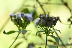 Quadrus lugubris