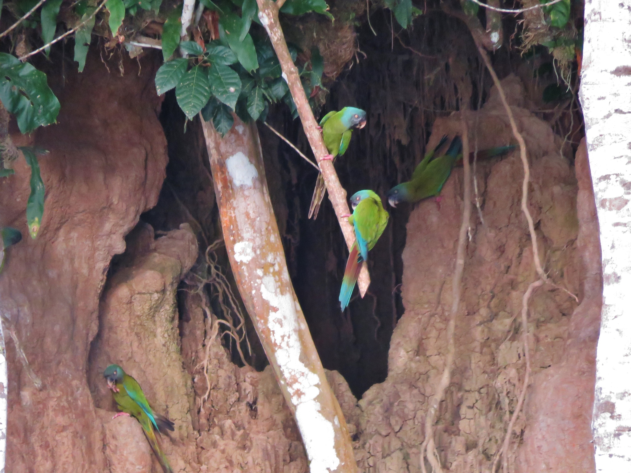 Blue-headed Macaw (Primolius couloni), photo 5