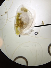 Simocephalus mixtus