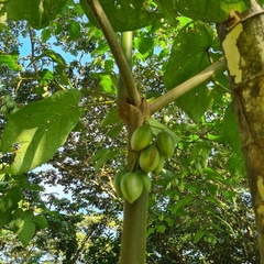 Solanum betaceum