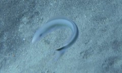 Malacanthus plumieri