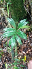 Asterostigma