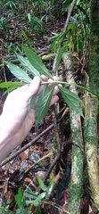 Asterostigma